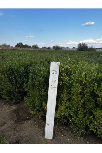 Самшит вічнозелений 